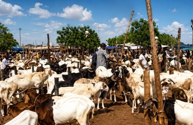 Blocus du bétail au Burkina Faso : entre pression sociale et risque économique avant la Tabaski