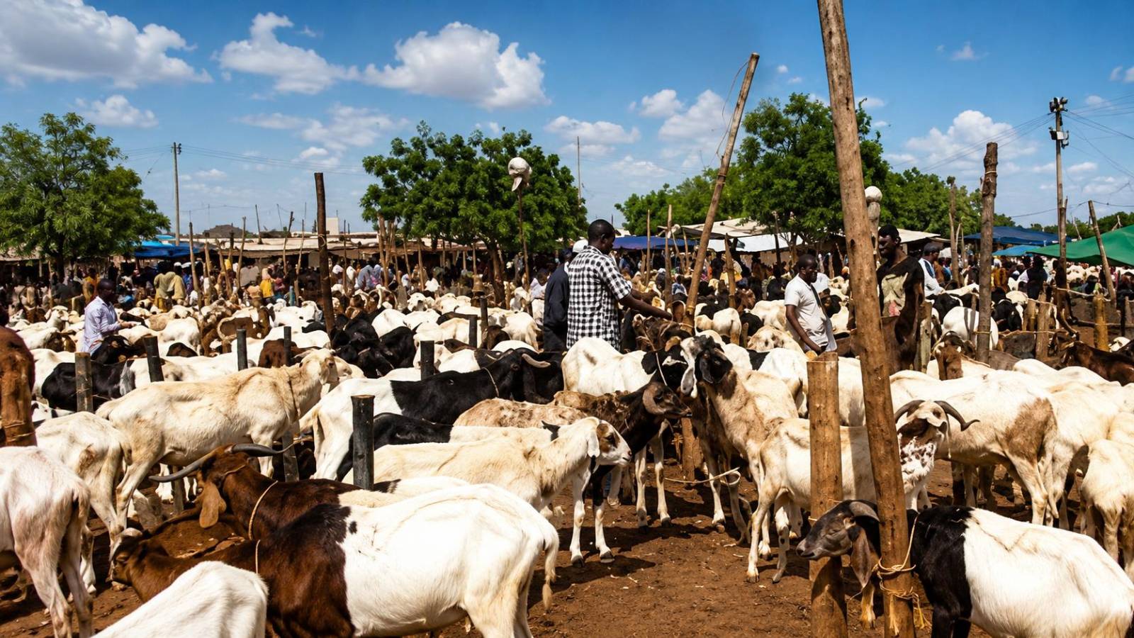 Blocus du bétail au Burkina Faso : entre pression sociale et risque économique avant la Tabaski