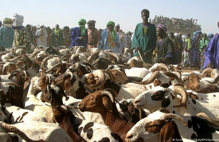 Escorte militaire des moutons pour la tabaski à Bamako