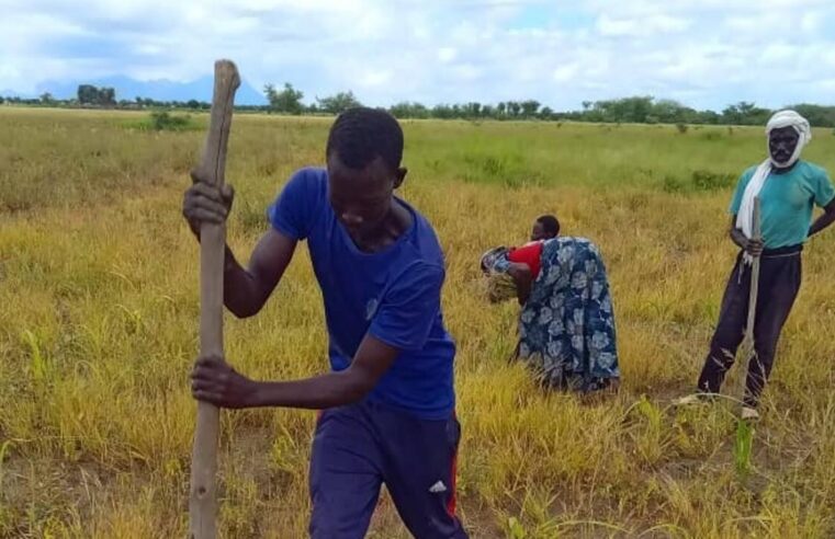 Champs écoles paysans au Tchad : une révolution agricole pour la sécurité alimentaire