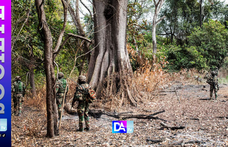 Casamance : l&rsquo;armée sénégalaise démantèle des champs de cannabis, la rébellion du mfdc en déclin