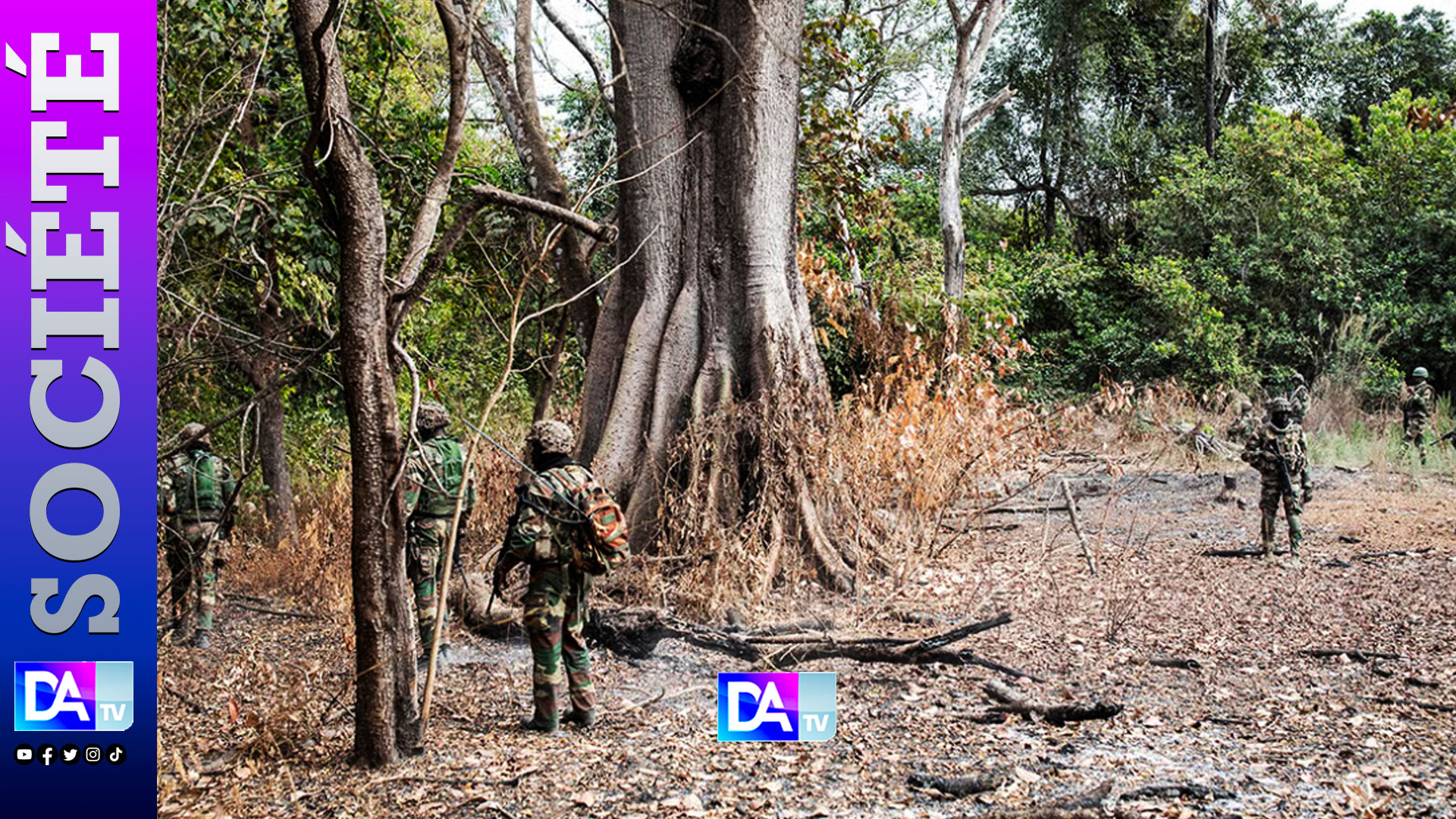 Casamance : l&rsquo;armée sénégalaise démantèle des champs de cannabis, la rébellion du mfdc en déclin