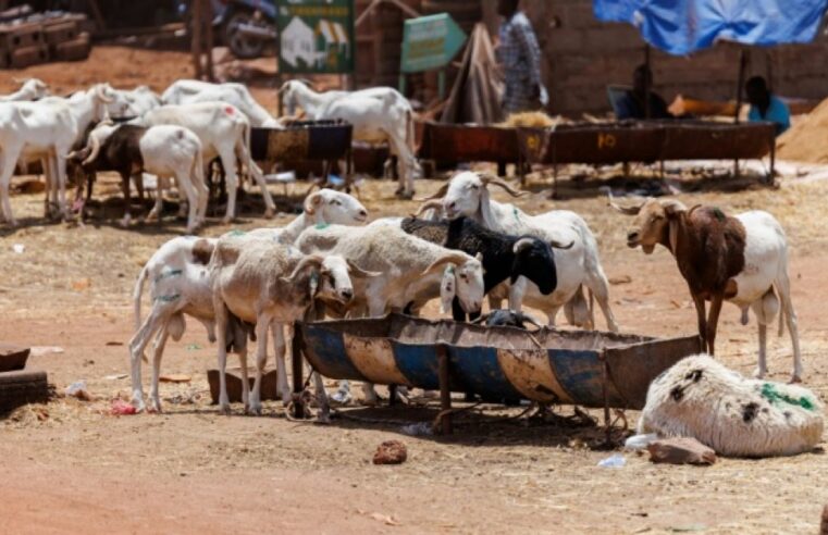 Bamako résiste sous blocus jihadiste pour une tabaski en famille