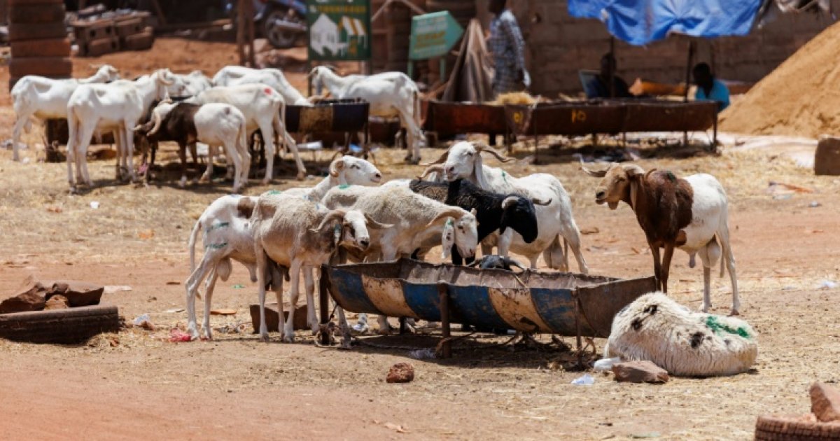 Bamako résiste sous blocus jihadiste pour une tabaski en famille
