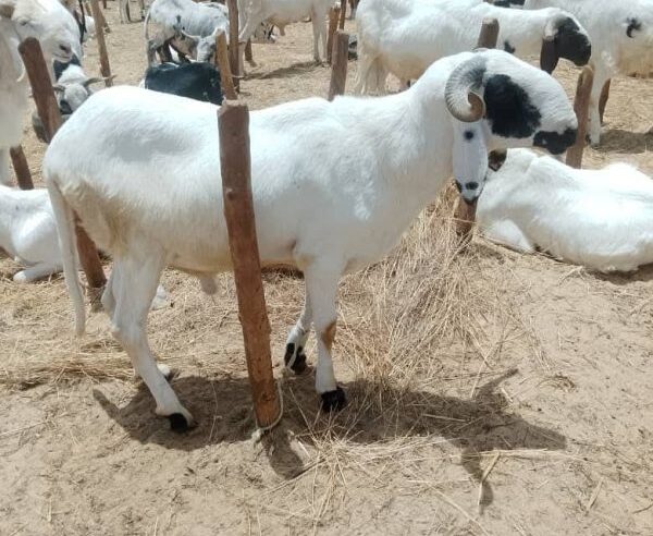 Tabaski à Niamey : pourquoi les prix des moutons explosent malgré l&rsquo;abondance