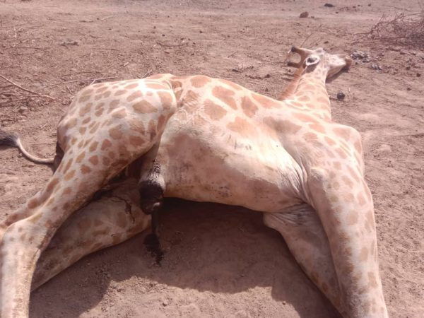 Niger : disparition d&rsquo;abagana, symbole de la réserve de gadabedji