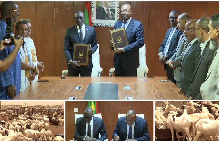 Mauritanie : 450 000 moutons en route pour le Sénégal malgré les défis logistiques