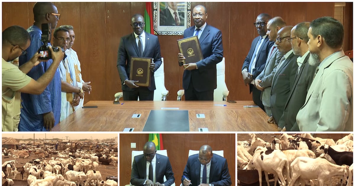 Mauritanie : 450 000 moutons en route pour le Sénégal malgré les défis logistiques