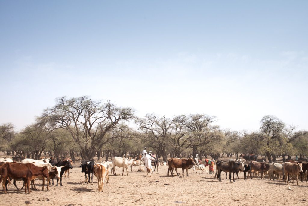 Un éleveur tchadien guide son troupeau sur une route entre Adré et Farchana, dans la région de l'Ouaddaï, le 25 mars 2019.