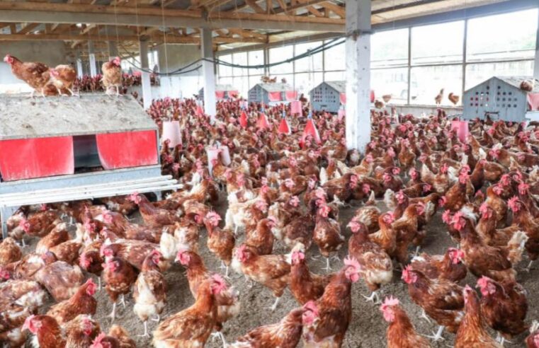Souveraineté alimentaire au Gabon : l&rsquo;oubli des champions locaux au profit des investisseurs étrangers