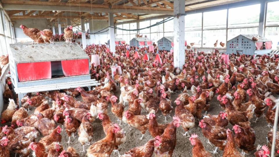 Souveraineté alimentaire au Gabon : l&rsquo;oubli des champions locaux au profit des investisseurs étrangers