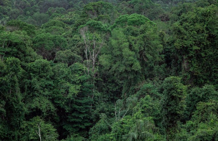 LVMH s&rsquo;apprête à signer un accord d&rsquo;approvisionnement forestier au Gabon