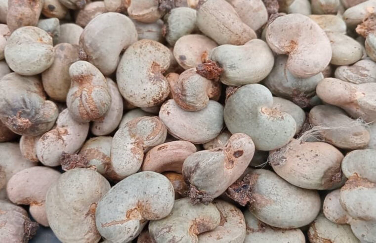 La récolte d&rsquo;anacardes en baisse dans le nord-est de la Côte d&rsquo;Ivoire