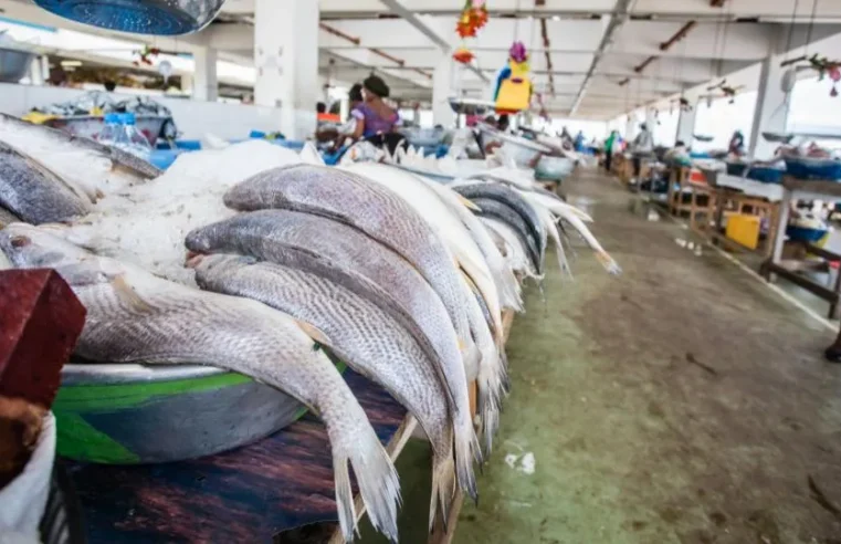 Fin de l&rsquo;accord de pêche entre le Gabon et l&rsquo;Union européenne : Libreville mise sur la transformation locale