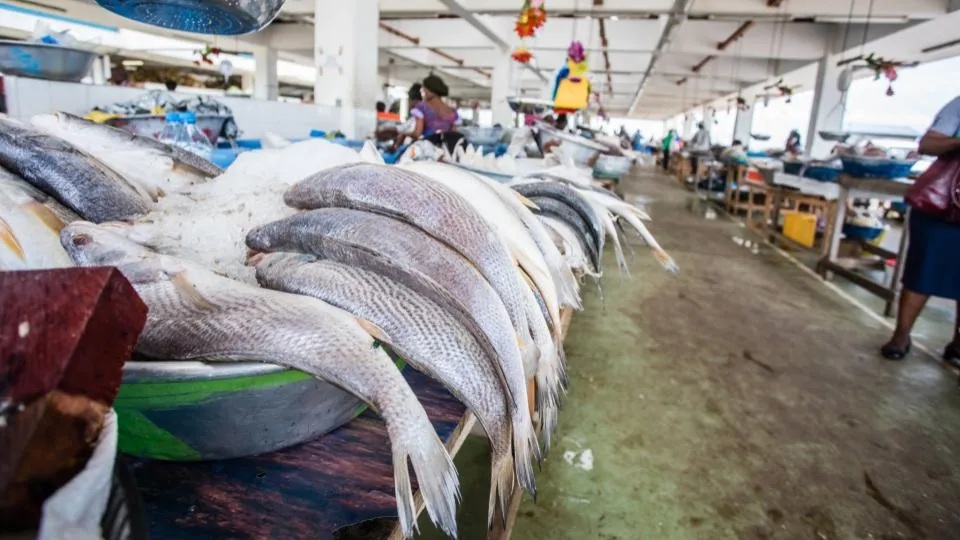 Fin de l&rsquo;accord de pêche entre le Gabon et l&rsquo;Union européenne : Libreville mise sur la transformation locale