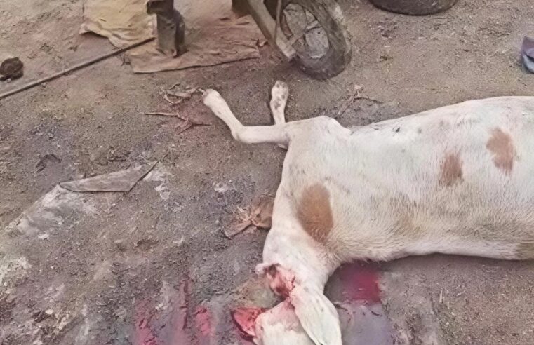 Intervention musclée contre un abattoir clandestin à Abéché au Tchad