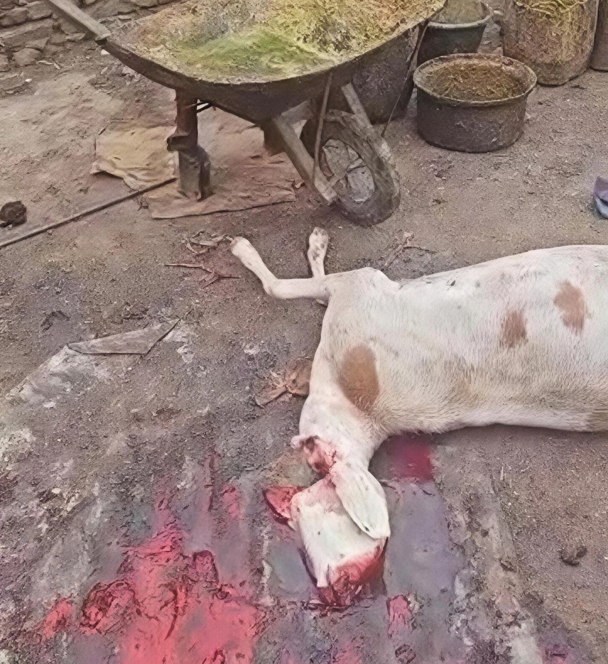 Intervention musclée contre un abattoir clandestin à Abéché au Tchad