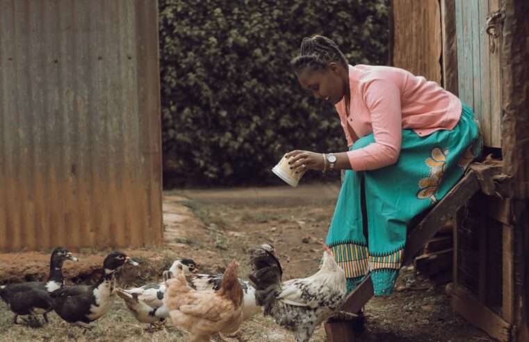 SONOCO ambitionne de révolutionner l&rsquo;aviculture gabonaise avec 15 millions de poulets annuellement