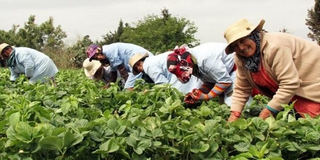 Croissance économique marocaine : 4,9 % en 2025 grâce à la demande locale