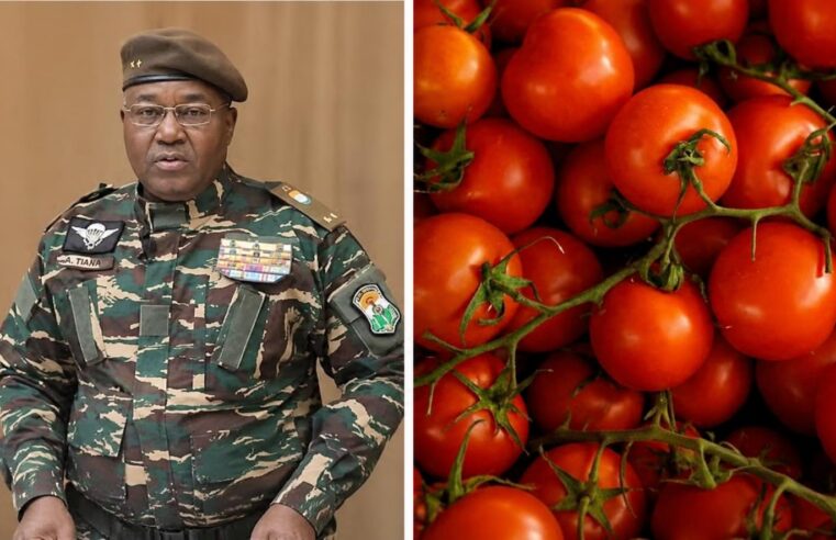 Le paradoxe de la filière tomate au Niger face aux financements européens