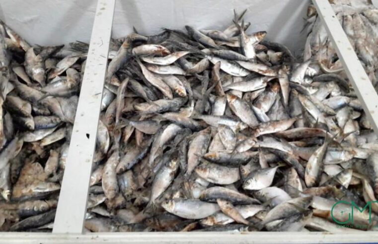 Gabon : interdiction temporaire des exportations de sardine et de poisson « sans nom »