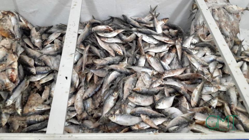 Gabon : interdiction temporaire des exportations de sardine et de poisson « sans nom »