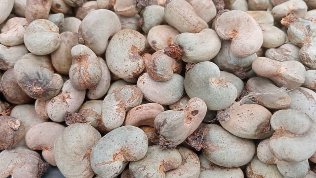 champ d'anacardes en difficulté dans le Bounkani