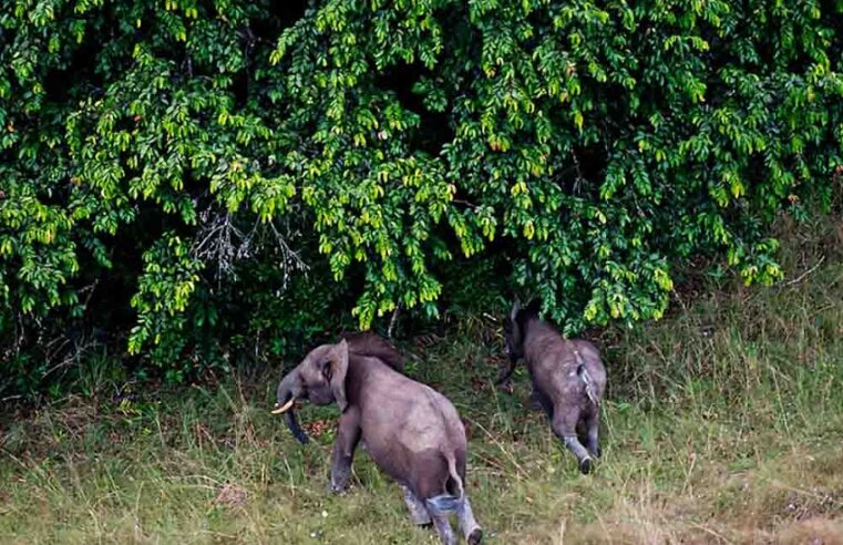 Le Gabon hisse ses parcs nationaux au rang de modèle mondial de conservation