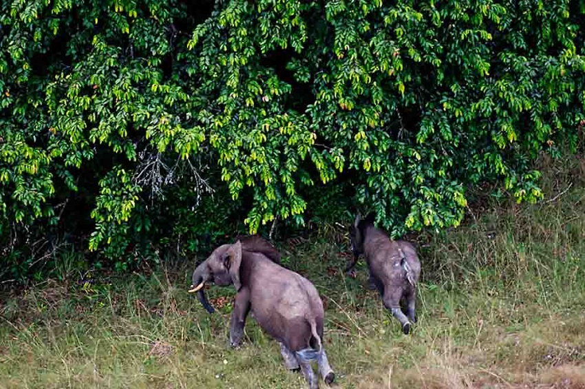 Le Gabon hisse ses parcs nationaux au rang de modèle mondial de conservation