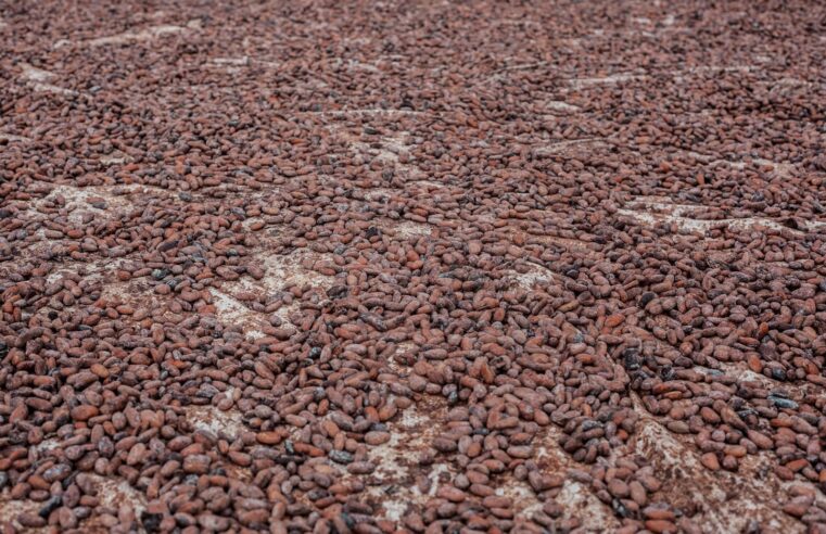 Cameroun : le kilogramme de cacao atteint 2 600 FCFA en fin de campagne