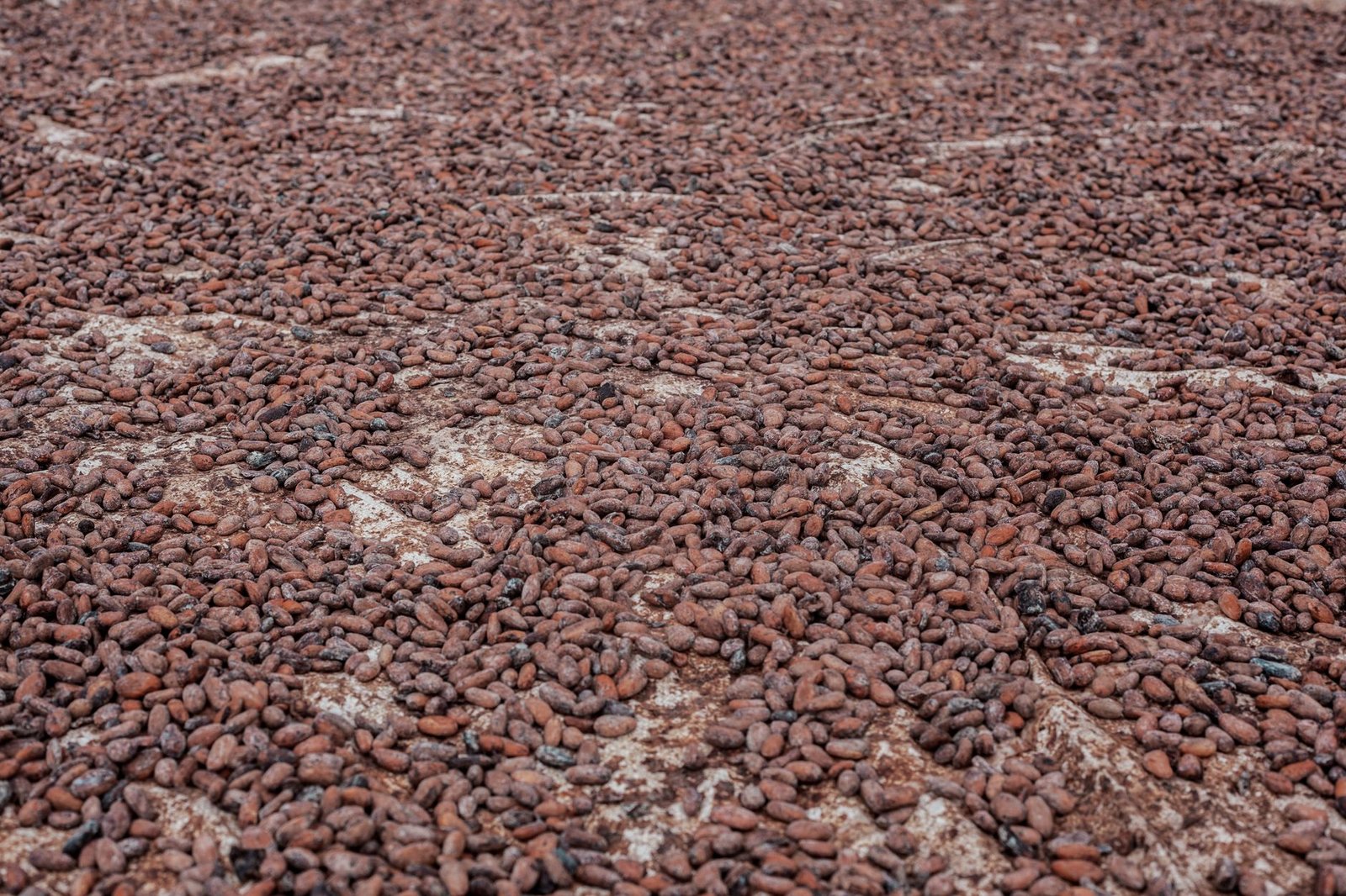 Cameroun : le kilogramme de cacao atteint 2 600 FCFA en fin de campagne