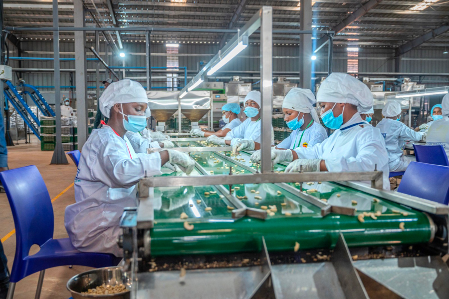 Cajou en Côte d&rsquo;Ivoire : un pas décisif vers l&rsquo;autonomie industrielle