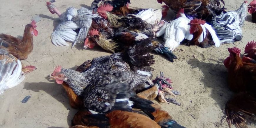 Crise de la volaille à Ati au Tchad : impacts économiques et sociaux
