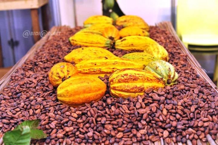 Côte d&rsquo;Ivoire : les JNCC 2026 dévoilent les prix bord champ du café-cacao