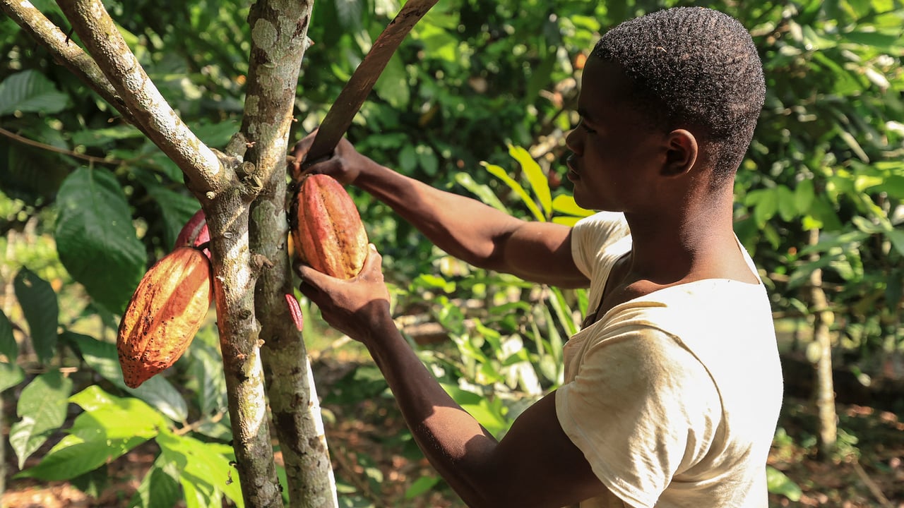 Cameroun : la filière cacao en difficulté, les producteurs espèrent un rebond