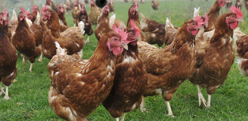 Poulet importé : les dessous d&rsquo;un bras de fer entre le Gabon et Washington