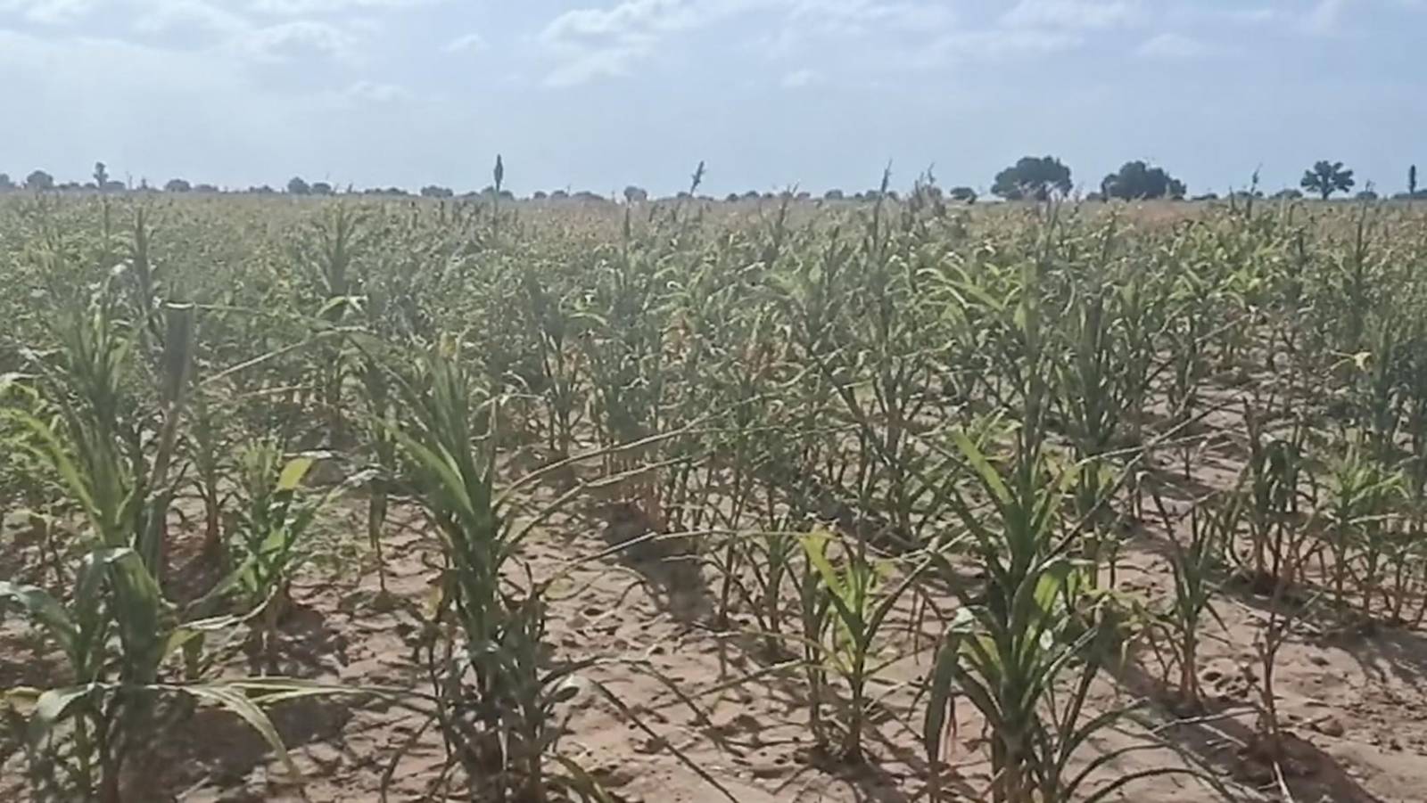 À Tougan, l&rsquo;envers du récit de souveraineté : ce que dissimule la détresse des producteurs